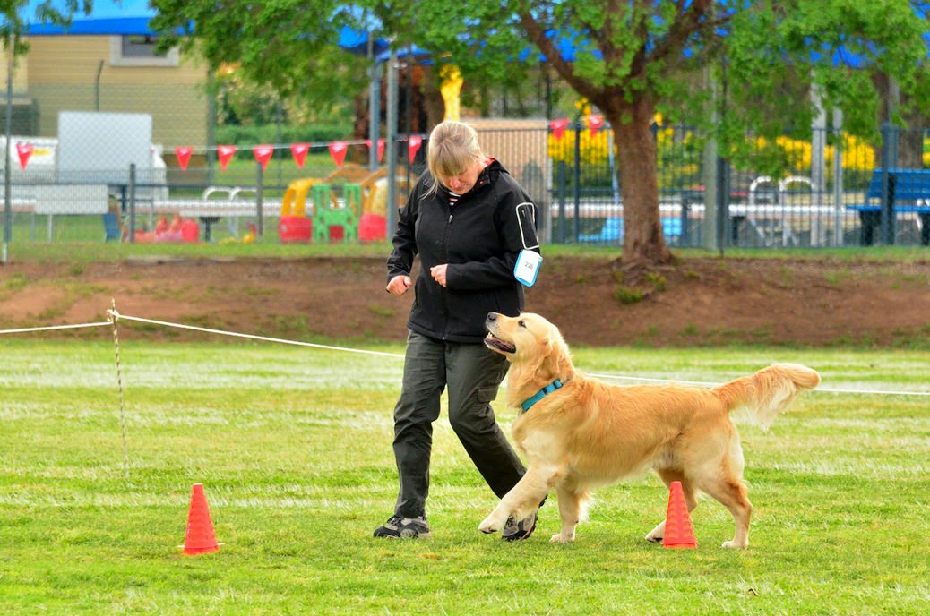 Dog Trainers