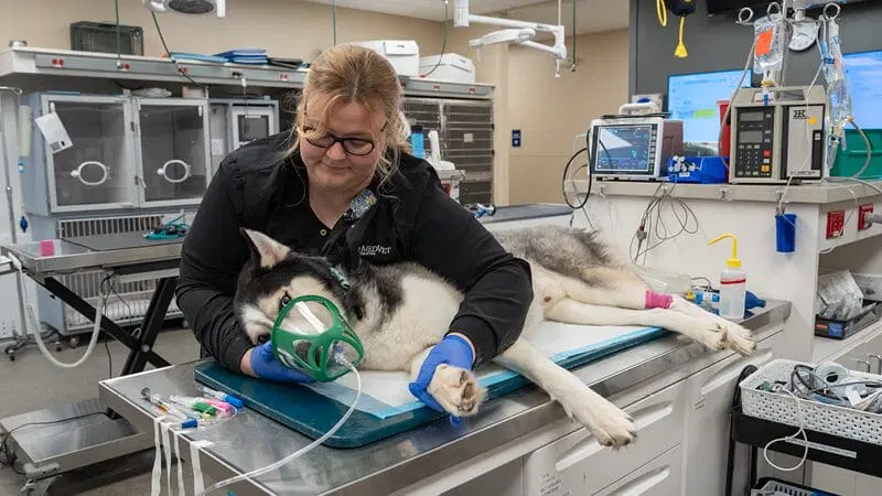 Veterinarians